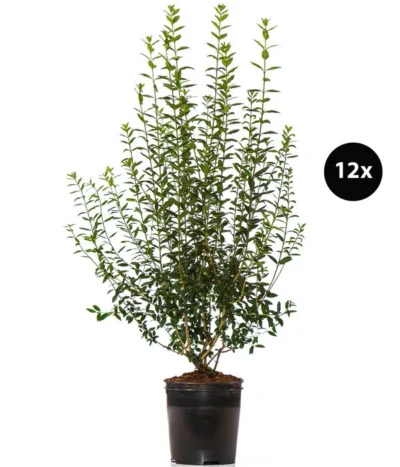 6 Meter Gemeiner Liguster, 12 X Ca. 150-175 Cm