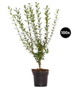 25 Meter Wintergrüner Liguster 'Atrovirens', 100 X Ca. 60-100 Cm