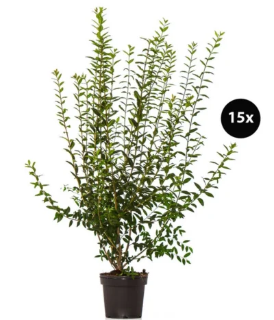 5 Meter Wintergrüner Liguster 'Atrovirens', 15 X Ca. 100-150 Cm