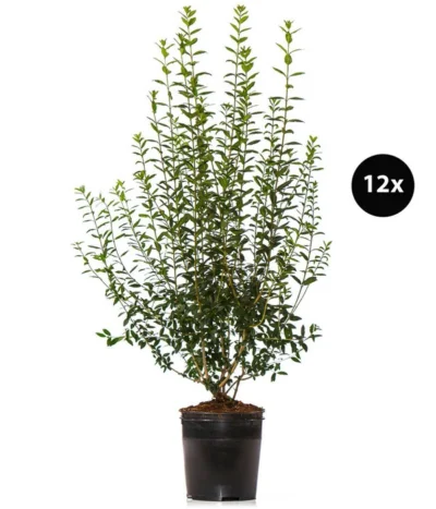 6 Meter Wintergrüner Liguster 'Atrovirens', 12 X Ca. 150-175 Cm