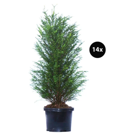 7 Meter Europäische Eibe, 14 X Ca. 100-125 Cm