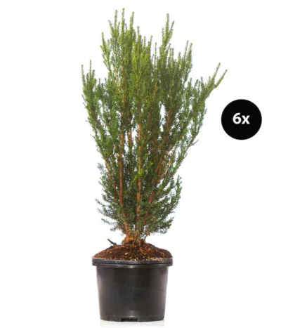 3 Meter Becher-Eibe 'Hillii', 6 X Ca. 90-100 Cm