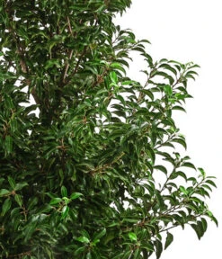 XXL Portugiesischer Kirschlorbeer 'Brenelia', Ca. 170-190 Cm -Haus Pflanzen Welt 7550643 WE DE 001 PrunusLusitanicaBrenelia