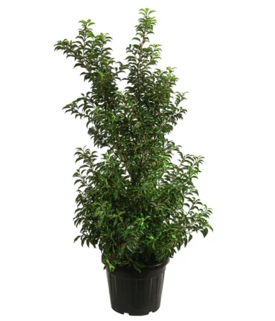 XXL Portugiesischer Kirschlorbeer 'Brenelia', Ca. 170-190 Cm