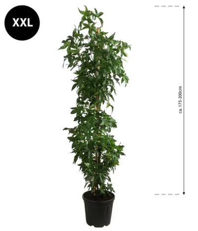 XXL Amberbaum, Ca. 175-200 Cm -Haus Pflanzen Welt 7550668 WE BG 003 AmberbaumXXL