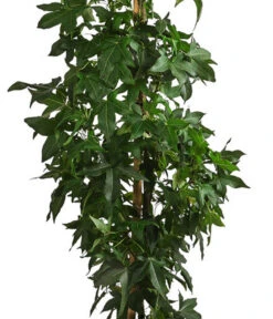 XXL Amberbaum, Ca. 175-200 Cm 7 XXL Amberbaum, Ca. 175-200 Cm -Haus Pflanzen Welt 7550668 WE DE 002 LiquidambarStyracifluaAmberbaumXXL