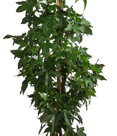 XXL Amberbaum, Ca. 175-200 Cm -Haus Pflanzen Welt 7550668 WE DE 002 LiquidambarStyracifluaAmberbaumXXL