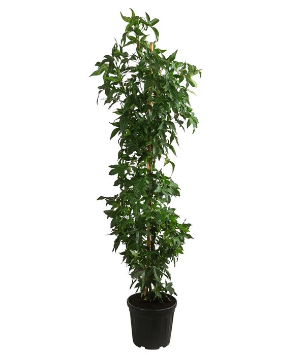 XXL Amberbaum, Ca. 175-200 Cm 3 XXL Amberbaum, Ca. 175-200 Cm