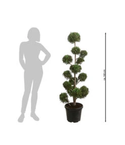 Pompon-Leyland-Zypresse 'Castlewellan Gold', Ca. 150-160 Cm -Haus Pflanzen Welt 7550700 WE BG 001 LeylandZypresseCastlewellanPompon