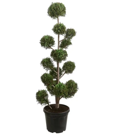 Pompon-Leyland-Zypresse 'Castlewellan Gold', Ca. 150-160 Cm