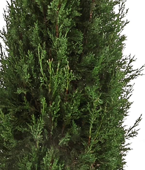 XXL Säulen-Zypresse, Ca. 200-220 Cm 6 XXL Säulen-Zypresse, Ca. 200-220 Cm – Bild 4