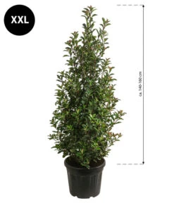 XXL Purpur-Glanzmispel 'Glanzkopf', Ca. 140-160 Cm 5 XXL Purpur-Glanzmispel 'Glanzkopf', Ca. 140-160 Cm -Haus Pflanzen Welt 7550742 WE BG 001 PurpurGlanzmispelGlanzkopfXXL140160