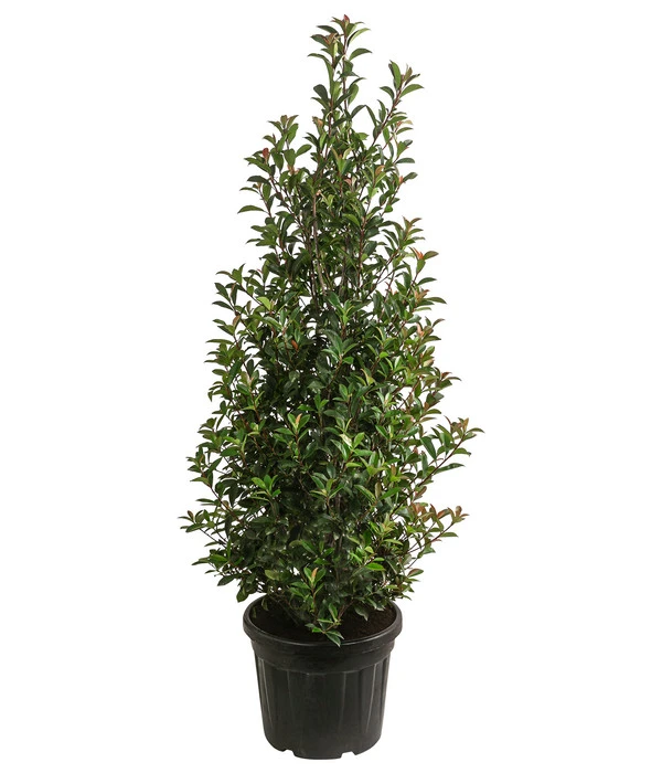 XXL Purpur-Glanzmispel 'Glanzkopf', Ca. 140-160 Cm 3 XXL Purpur-Glanzmispel 'Glanzkopf', Ca. 140-160 Cm