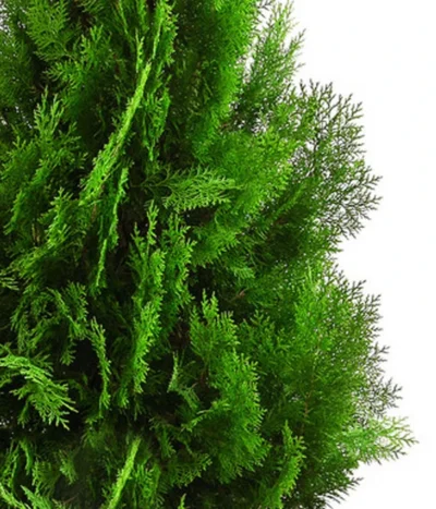 XXL Lebensbaum 'Pyramidalis Aurea', Ca. 125-150 Cm -Haus Pflanzen Welt 7550759 WE DE 001 ThujaPyramidalisXXL