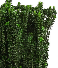 Japanischer Spindelstrauch 'Benkomasaki', Ca. 100-120 Cm -Haus Pflanzen Welt 7550809 WE DE 001 EuonymusBenkomasaki