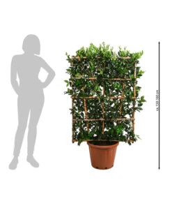Liguster 'Texanum', Ca. 150-160 Cm 5 Liguster 'Texanum', Ca. 150-160 Cm -Haus Pflanzen Welt 7550890 WE BG 002 LigusterTexanum150160