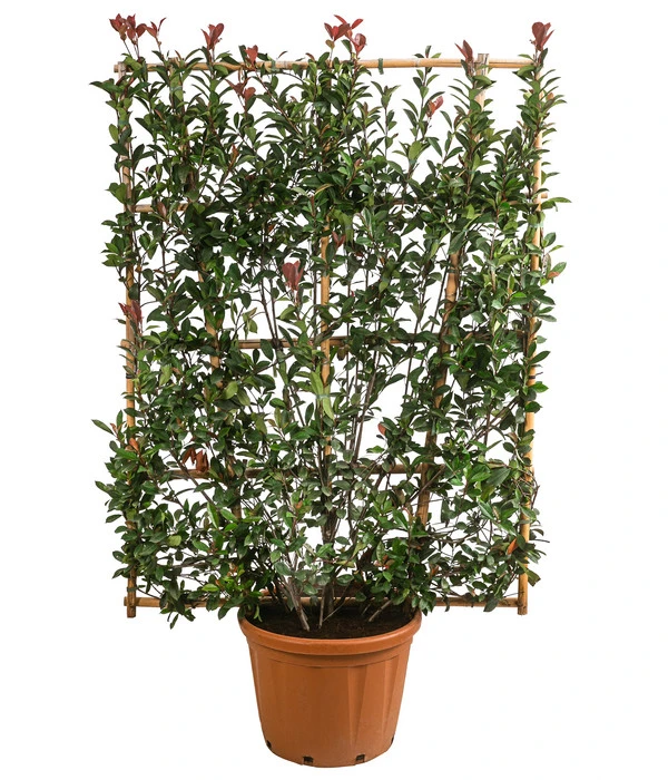 Purpur-Glanzmispel 'Robusta Compacta', Ca. 190-200 Cm 3 Purpur-Glanzmispel 'Robusta Compacta', Ca. 190-200 Cm