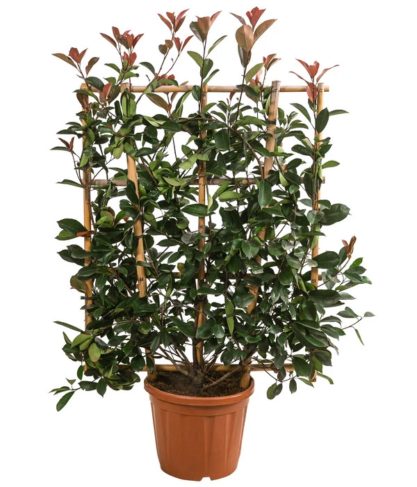 Purpur-Glanzmispel 'Red Robin', Ca. 120-140 Cm 3 Purpur-Glanzmispel 'Red Robin', Ca. 120-140 Cm