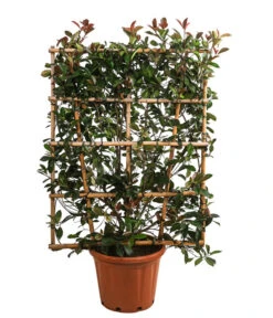 Purpur-Glanzmispel 'Red Robin', Ca. 150-160 Cm