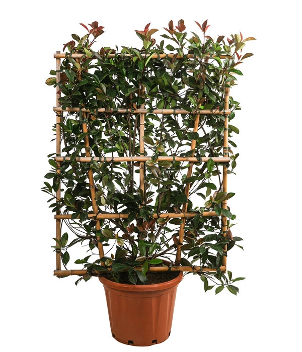 Purpur-Glanzmispel 'Red Robin', Ca. 150-160 Cm