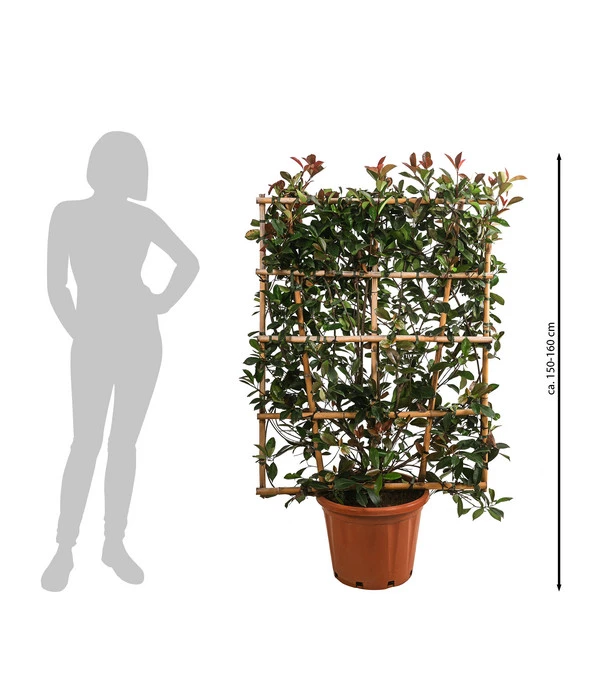 Purpur-Glanzmispel 'Red Robin', Ca. 150-160 Cm 4 Purpur-Glanzmispel 'Red Robin', Ca. 150-160 Cm – Bild 2