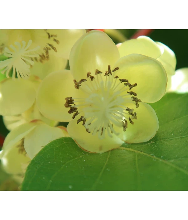 Kiwi 'Atlas', Männlich 3 Kiwi 'Atlas', Männlich