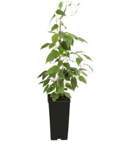 Kiwi 'Nostino', Männlich 5 Kiwi 'Nostino', Männlich -Haus Pflanzen Welt 7600240 PR FS 001 ActinidiaNostinoKiwiMaennlichDehnerExpressHerzig