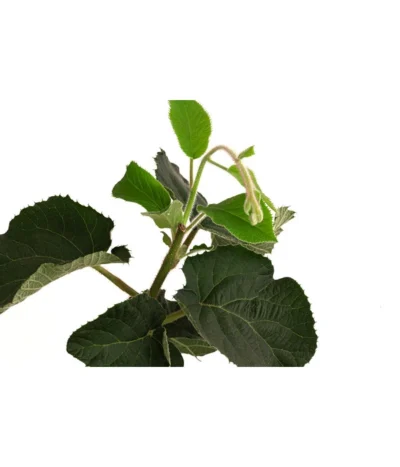 Kiwi 'Solo' -Haus Pflanzen Welt 7600448 WE DE 001 KiwiSolo