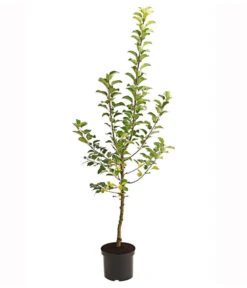 Herbstapfel 'Alkmene' 5 Herbstapfel 'Alkmene' -Haus Pflanzen Welt 7602980 PR FS 001 ApfelAlkmeneBusch95LiterDehnerExpressHerzig