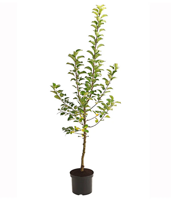 Herbstapfel 'Alkmene' 4 Herbstapfel 'Alkmene' – Bild 2