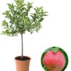 Zwergapfel 'Galina' -Haus Pflanzen Welt 7604697 WE FS 002 ZwergapfelGalina