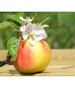 Zwergapfel 'Galina' -Haus Pflanzen Welt 7604697 WE MO 002 ApfelGalinaZwergPixabay