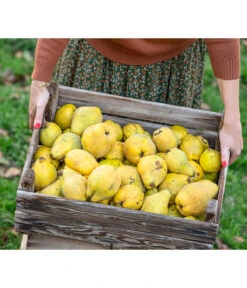 Birnenquitte -Haus Pflanzen Welt 7604978 WE MO 001 Quittenkorb