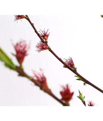 Dehner Pfirsich 'Benedicte' -Haus Pflanzen Welt 7611155 WE DE 001 PfirsichBenedicteDehnerExpressHerzig