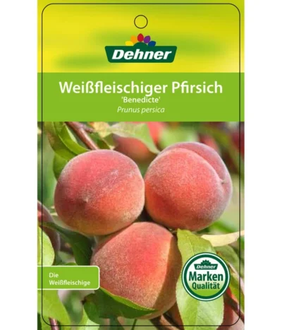 Dehner Pfirsich 'Benedicte' -Haus Pflanzen Welt 7611155 WeissfleischigerPfirsichBenedicte Etikett 1