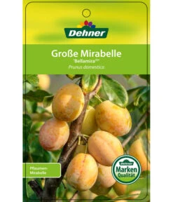 Dehner Mirabelle 'Bellamira' -Haus Pflanzen Welt 7611163 GrosseMirabelleBellamira Etikett 1
