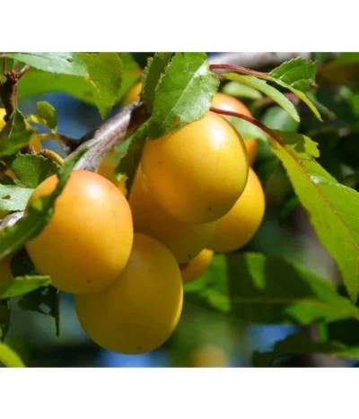 Dehner Mirabelle 'Bellamira'