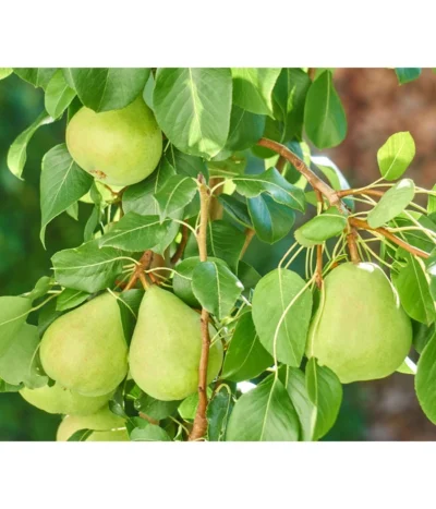 Zwergbirne 'Luisa' 7 Zwergbirne 'Luisa' -Haus Pflanzen Welt 7611999 WE DE 003 PyrusZwergbirneBirnePixabay