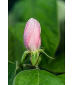 Birnenquitte -Haus Pflanzen Welt 7612286 WE DE 002 CydoniaOblongaQuitteLucknerMai2015