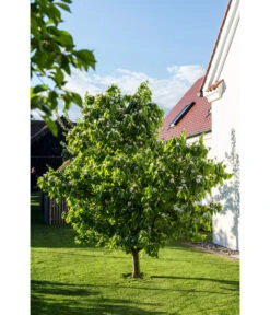 Birnenquitte -Haus Pflanzen Welt 7612286 WE MO 003 CydoniaOblongaQuitteLucknerMai2015