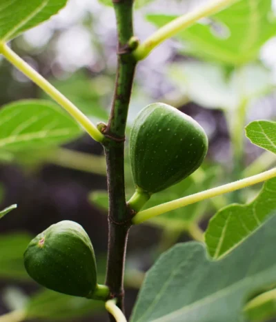 Bio Echte Feige 'Gustissimo® Perretta®' -Haus Pflanzen Welt 7612666 WE DE 001 FicusFeigeBioGustissimoPerrettaAllgreen