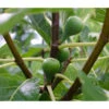 Bio Echte Feige 'Gustissimo® Perretta®' 1 Bio Echte Feige 'Gustissimo® Perretta®' -Haus Pflanzen Welt 7612666 WE DE 002 FicusFeigeBioGustissimoPerrettaAllgreen