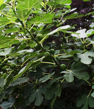 Bio Echte Feige 'Gustissimo® Perretta®' -Haus Pflanzen Welt 7612666 WE DE 003 FicusFeigeBioGustissimoPerrettaAllgreen