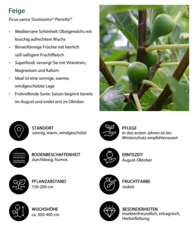 Bio Echte Feige 'Gustissimo® Perretta®' -Haus Pflanzen Welt 7612666 WE IG 001 FeigeFicuscaricaGustissimiPerretta