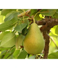 Bio Sommerbirne 'Gute Luise'