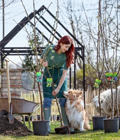 Bio Winterapfel 'Cox Orange Pippin' 5 Bio Winterapfel 'Cox Orange Pippin' -Haus Pflanzen Welt 7613102 WE MO 001 ObstbaeumeApfelBirne