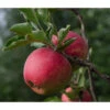 Bio Herbstapfel 'Topaz' -Haus Pflanzen Welt 7613128 WE DE 002 BioHerbstapfelTopaz