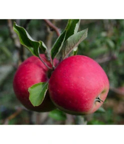 Bio Herbstapfel 'Elstar'