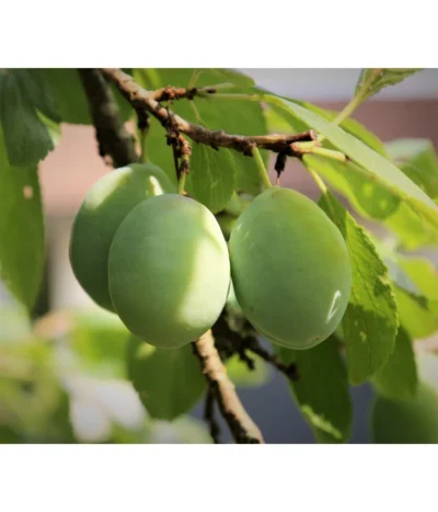 Bio Zwetschge 'Oullins Reneklode'