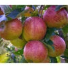 Herbstapfel 'Braeburn' -Haus Pflanzen Welt 7618531 WE DE 001 ApfelbaumMalusBraeburnApfel